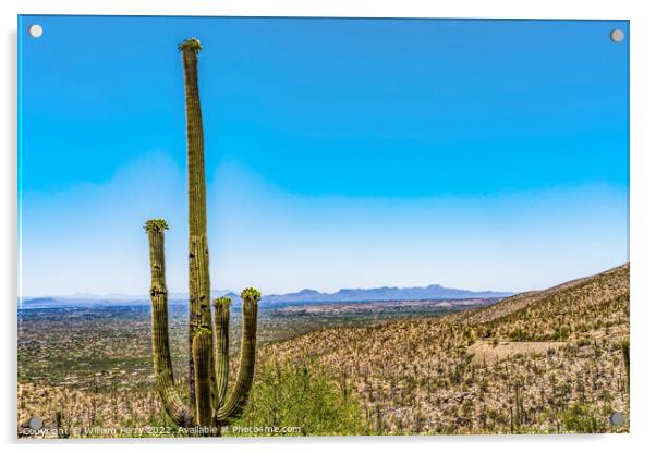 Mount Lemon View Saguaro Blooming Cactus Houses Tucson Arizona Acrylic by William Perry