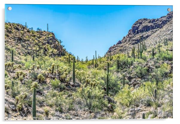 Mountains Cactus Sonoran Desert Saguaro National Park Tucson Ari Acrylic by William Perry