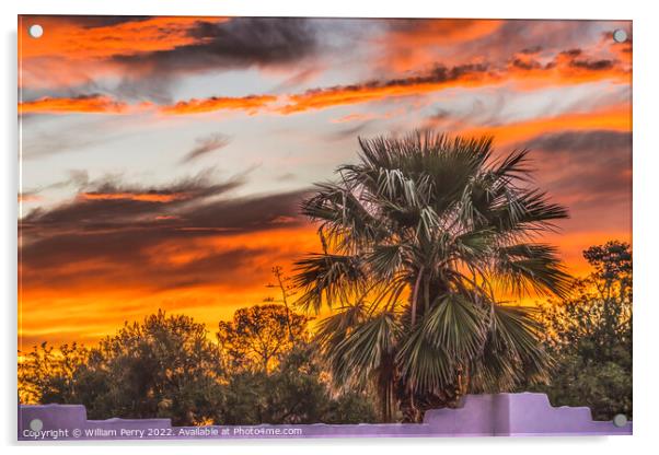 Colorful Sunset Palm Tree Sonora Desert Tucson Arizona Acrylic by William Perry