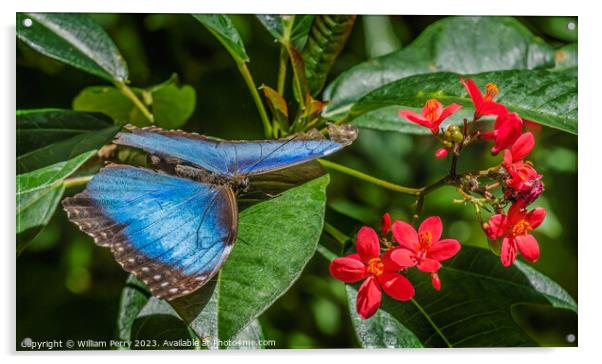Blue Morpho Butterfly Red Flowers Fairchild Garden Florida Acrylic by William Perry
