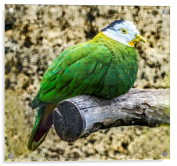 Male Black Napped Fruit Dove Acrylic by William Perry