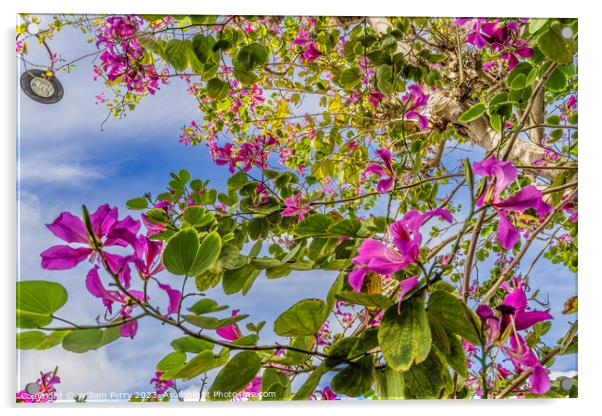 Colorful Pink Hong Kong Orchid Tree Flowers Kailua Honolulu Hawa Acrylic by William Perry