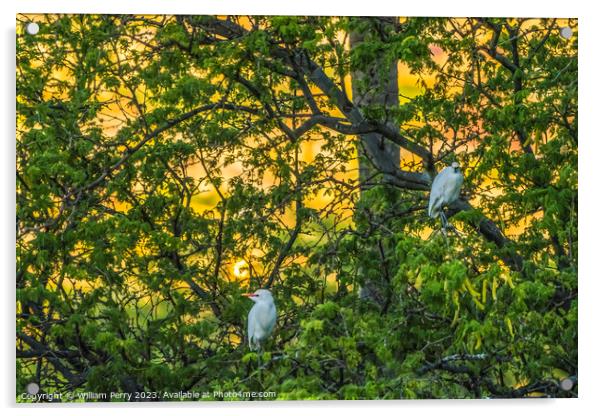 White Cattle Egrets Nesting Colony Tree Sunset Waikiki Honolulu  Acrylic by William Perry