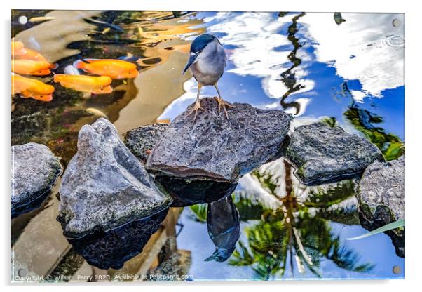 Black Crowned Night Heron Fish Reflection Waikiki Honolulu Hawai Acrylic by William Perry