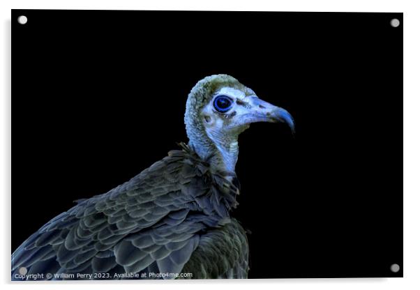 Colorful Juvenile Hooded Vulture Waikiki Honolulu Hawaii  Acrylic by William Perry