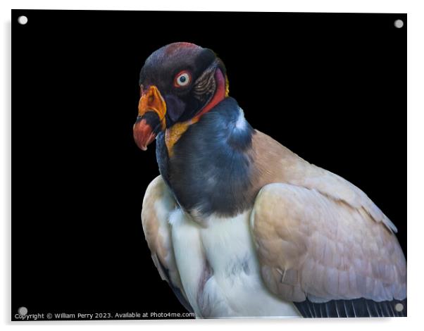 Colorful Red Orange King Vulture Waikiki Honolulu Hawaii  Acrylic by William Perry