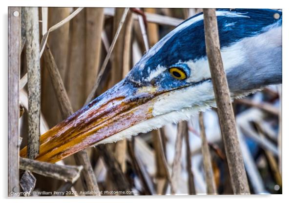 Great Blue Heron Juanita Bay Park Lake Washington Acrylic by William Perry