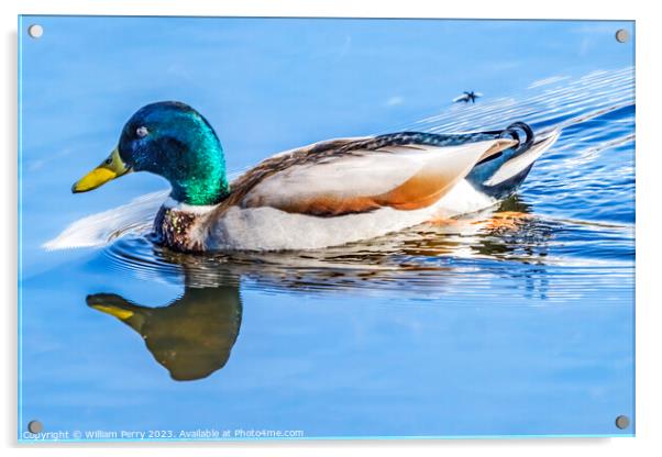 Green Mallard Duck Juanita Bay Park Lake Washington Kirkland Acrylic by William Perry