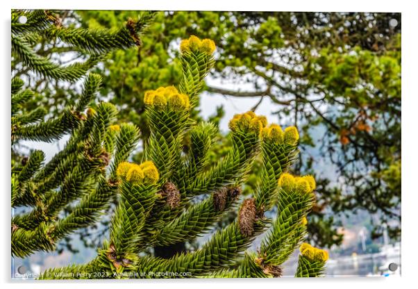Green Yellow Monkey Puzzle Tree Blooming Macro Washington  Acrylic by William Perry