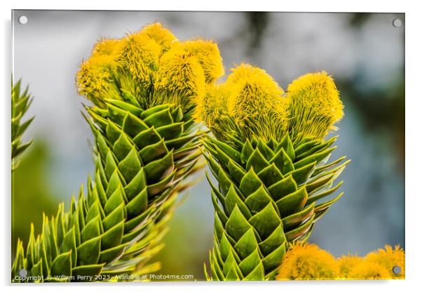 Green Yellow Monkey Puzzle Tree Blooming Macro Washington  Acrylic by William Perry