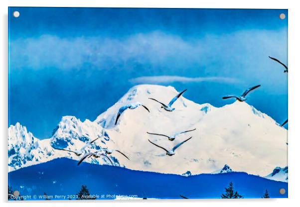 Many Snow Geese Flying Over Mount Baker Skagit Valley Washington Acrylic by William Perry