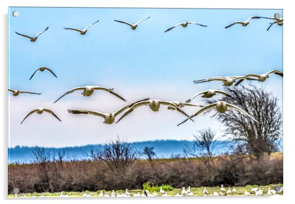 Many Snow Geese Flying Over Flock Skagit Valley Washington Acrylic by William Perry