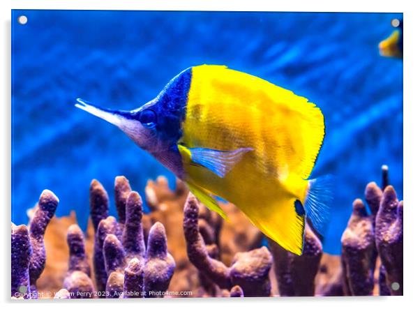 Colorful Yellow Longnose Butterfly Fish Waikiki Oa Acrylic by William Perry