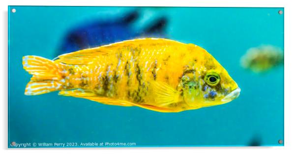 Colorful Yellow Blotched Peacock Cichlid Fish Oahu Hawaii Acrylic by William Perry