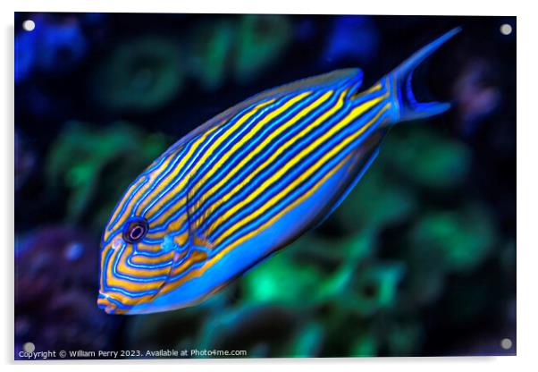 Striped Surgeonfish Tang Fish Waikiki Oahu Hawaii Acrylic by William Perry