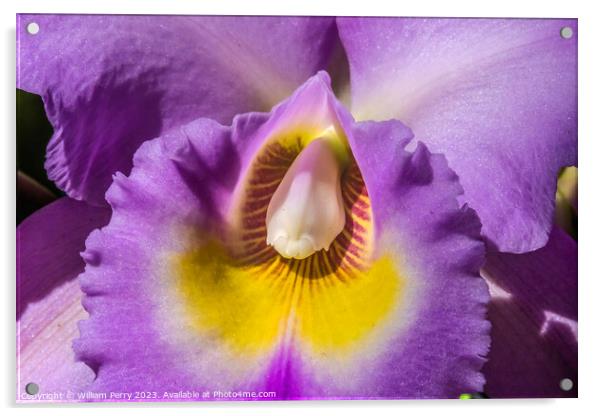Purple Yellow Cattleya Orchid Flower Honolulu Hawaii Acrylic by William Perry