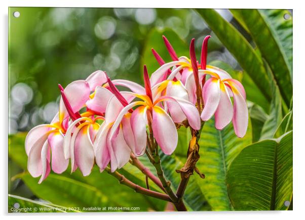 Pink Frangipini Plumeria Waikiki Honolulu Hawaii Acrylic by William Perry