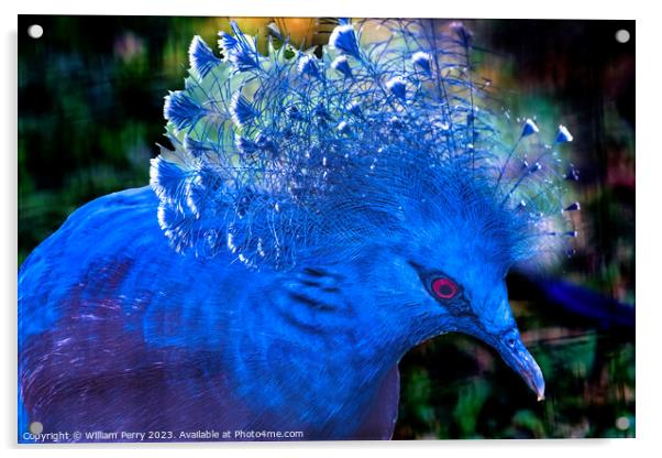 Colorful Blue Victoria Crowned Pigeon Waikiki Honolulu Hawaii Acrylic by William Perry