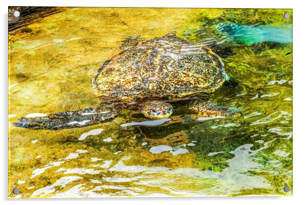 Hawaiian Green Sea Turtle Swimming Oahu Hawaii Acrylic by William Perry