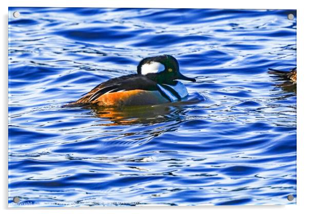 Golden Eye Duck Male Juanita Bay Park Kirkland Washington Acrylic by William Perry