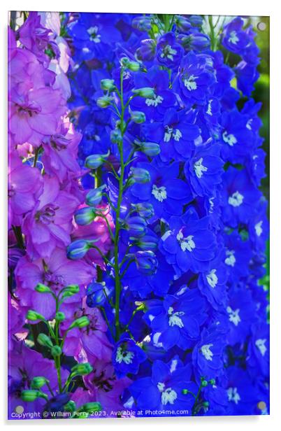 Pink Blue Delphinium Larkspur Van Dusen Garden Vancouver British Acrylic by William Perry