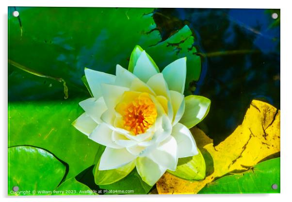 White Water Lily Pond Vancouver British Columbia Canada Acrylic by William Perry
