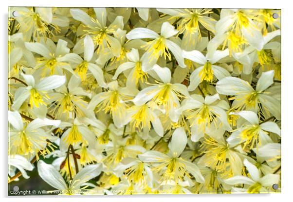 White Yellow California Fawn Lily Many Flowers Acrylic by William Perry