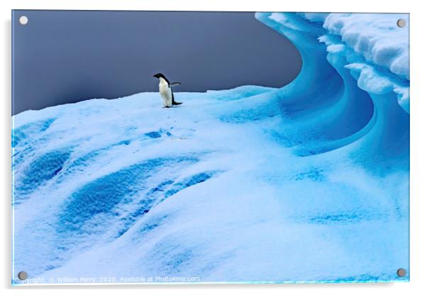 Adelie Penguin Blue Iceberg Closeup Charlotte Bay  Acrylic by William Perry