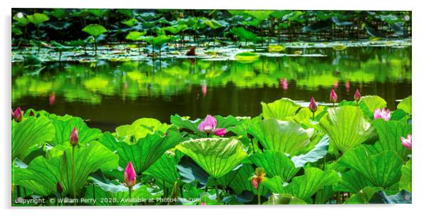 Pink Lotus Garden Reflection Summer Palace Beijing Acrylic by William Perry