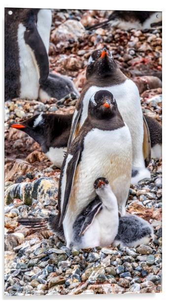 Gentoo Penguin Family Chick Yankee Harbor Antarcti Acrylic by William Perry