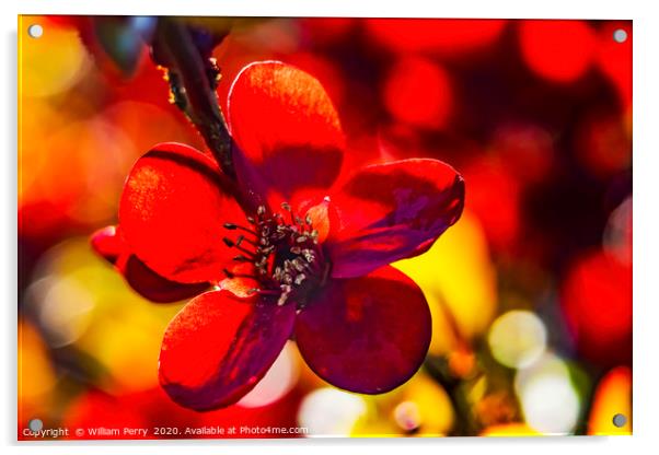 Maroon Red Atsuya Hamada Quince Blooming Macro Was Acrylic by William Perry