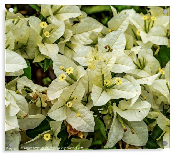 White Bougainvillea Bush Easter Island Chile Acrylic by William Perry