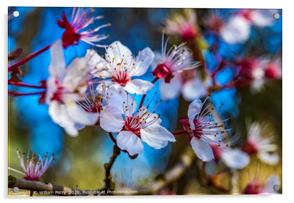 Pink Cherry Plum Blossom Blooming Macro Washington Acrylic by William Perry