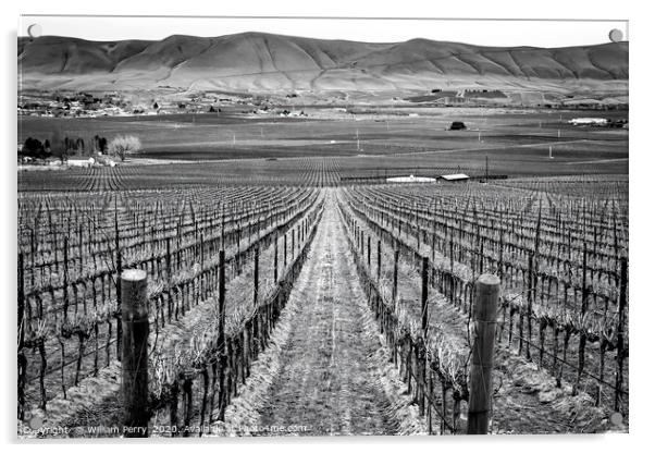 Black and White Winter Vineyards Red Mountain Wash Acrylic by William Perry
