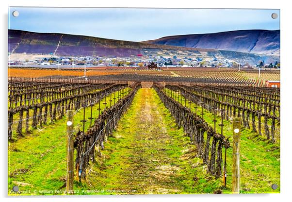 Winter Vineyards Red Mountain Benton City Washingt Acrylic by William Perry