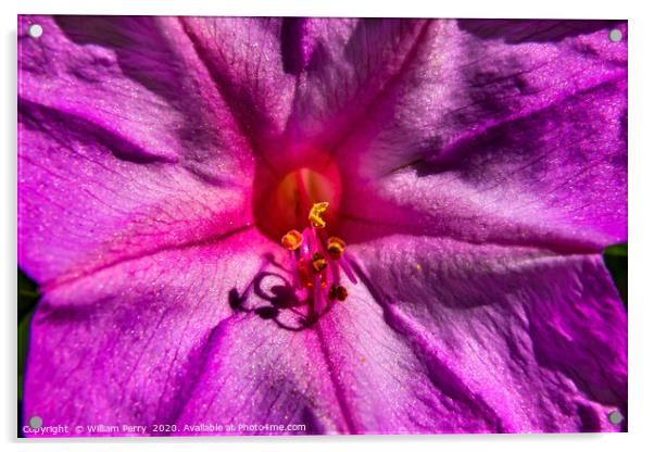 Pink Four O Clock Blossom Blooming Macro Acrylic by William Perry
