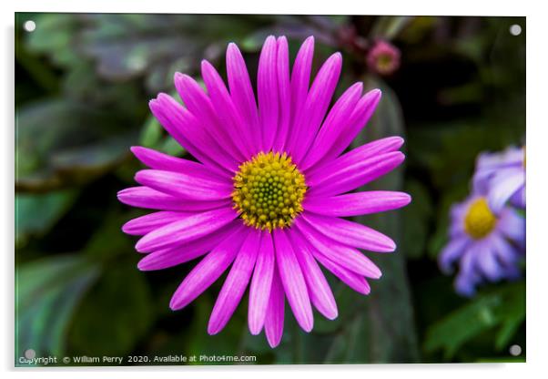 Pink Alpine Aster Blooming Macro Acrylic by William Perry