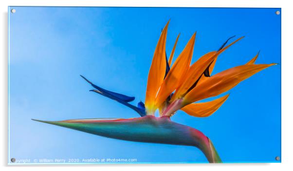 Orange Blue Bird of Paradise Easter Island Chile Acrylic by William Perry