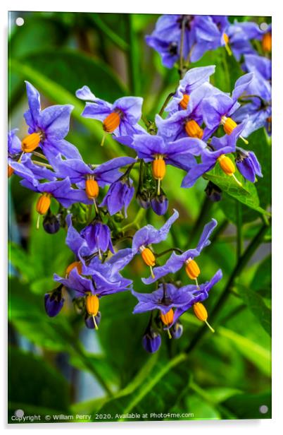 Blue Potato Vine Blooming Macro Acrylic by William Perry