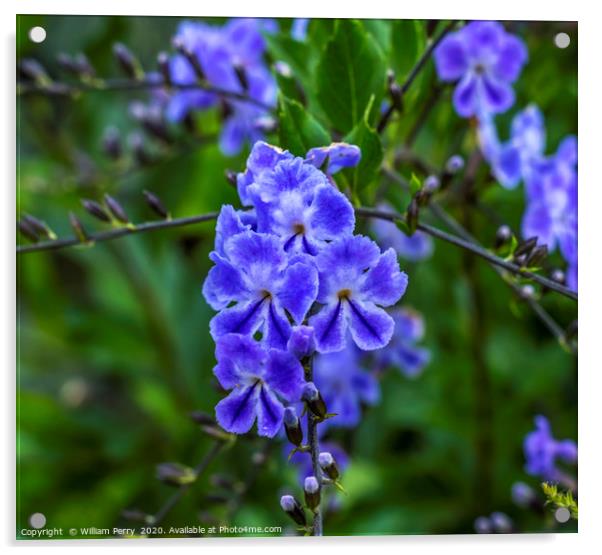 Blue Verbena Blooming Macro Acrylic by William Perry