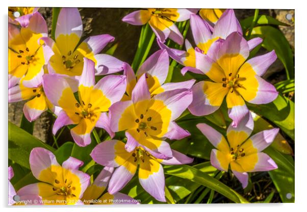 Pink Yellow Tarda Tulips Blooming Macro Acrylic by William Perry