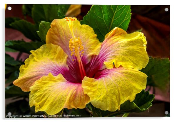 Golden Yellow Pink Tropical Hibiscus Flower Easter Island Chile Acrylic by William Perry