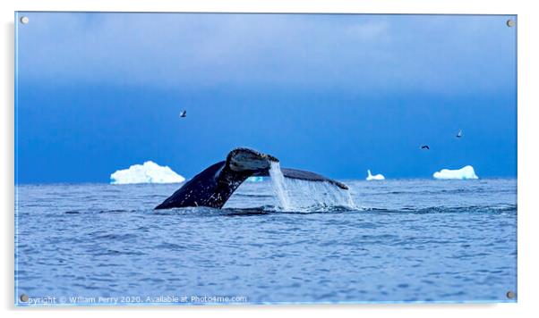 Humpback Whale Tail Charlotte Harbor Antarctica Acrylic by William Perry