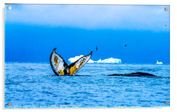 Humpback Whales Tail Water Charlotte Harbor Antarctica Acrylic by William Perry