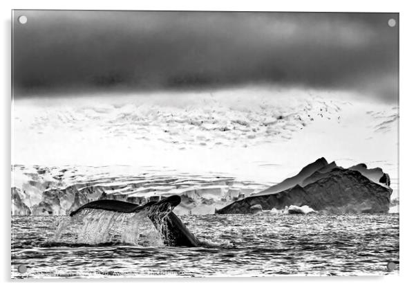 Black and White Humpback Whale Tail Water Charlotte Harbor Antarctica Acrylic by William Perry