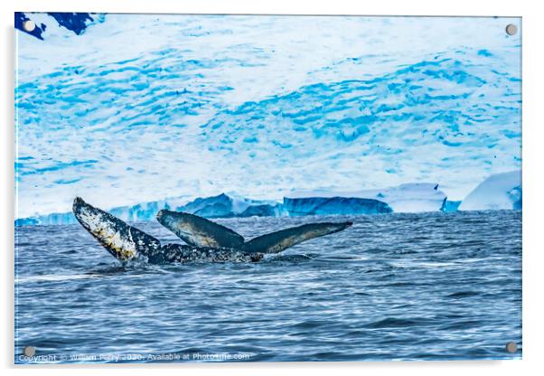 Two Humpback Whales Blue Iceberg Water Charlotte Harbor Antarcti Acrylic by William Perry