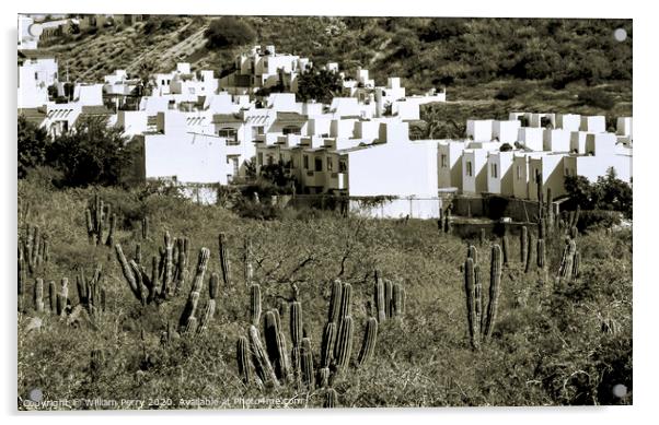 White Mexican Village Cardon Cactus Sonoran Desert  Baja Los Cabos Mexico Acrylic by William Perry