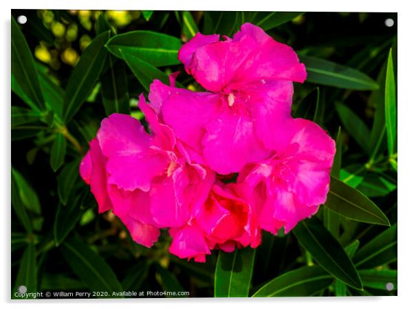 Pink Nerium Oleander Los Cabos Mexico Acrylic by William Perry