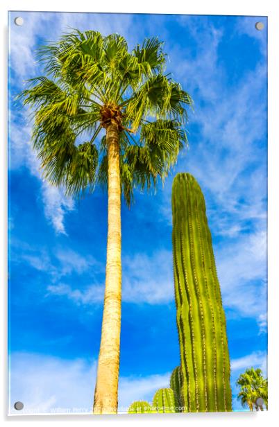 Cardon Cactus Queen Palm Tree Baja Los Cabos Mexico Acrylic by William Perry