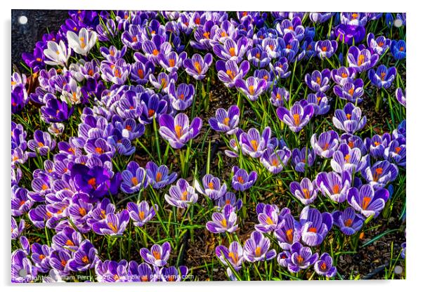 Blue Purple White Crocuses Blossoms Blooming Macro Washington Acrylic by William Perry